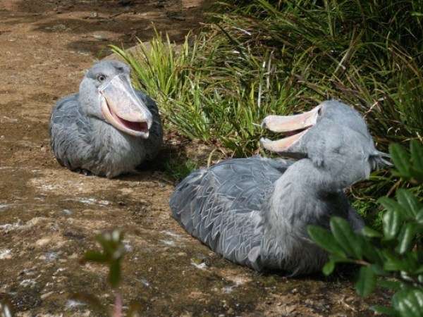 鳥の画像を貼っていくトピ