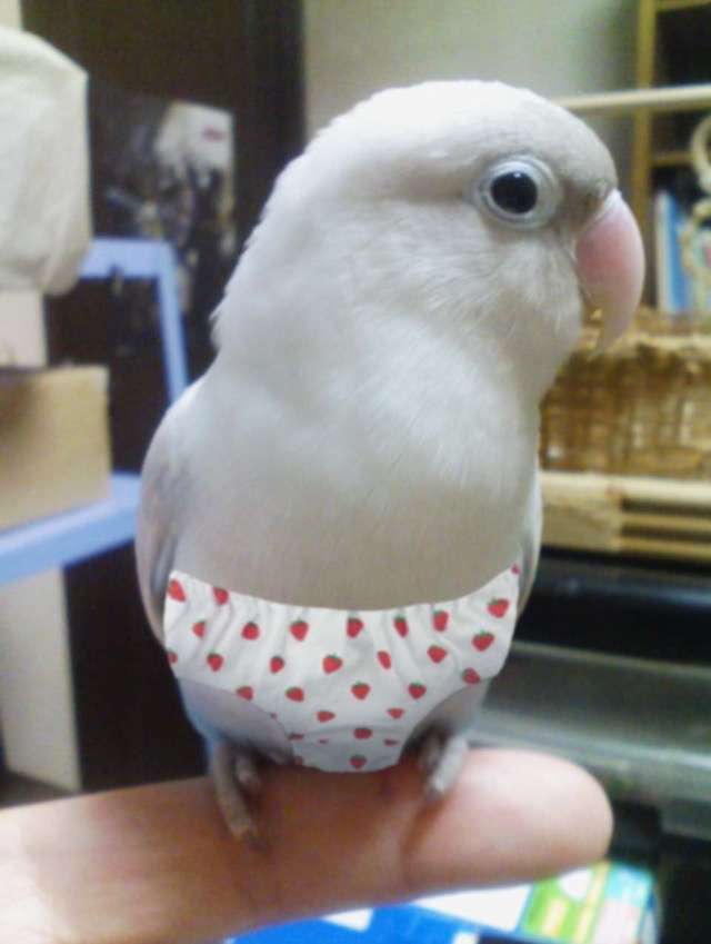 鳥の画像を貼っていくトピ