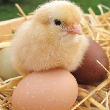 鳥の画像を貼っていくトピ