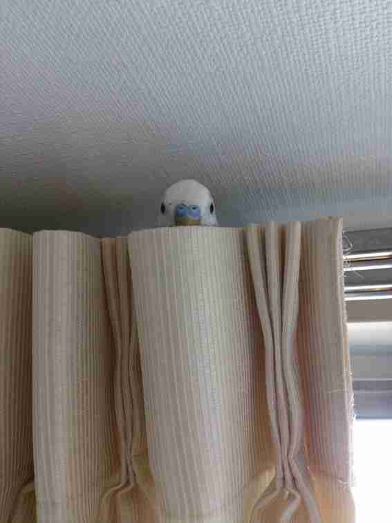 鳥の画像を貼っていくトピ