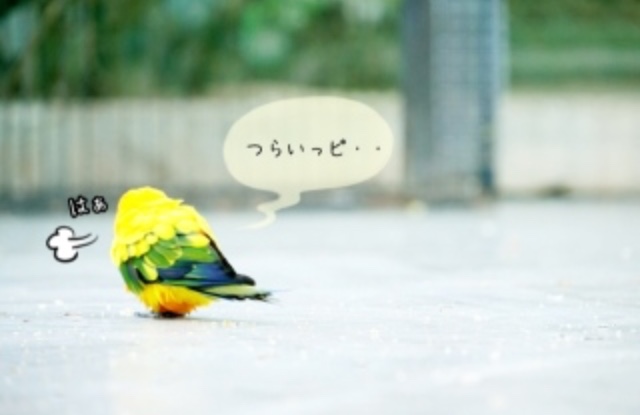 鳥の画像を貼っていくトピ