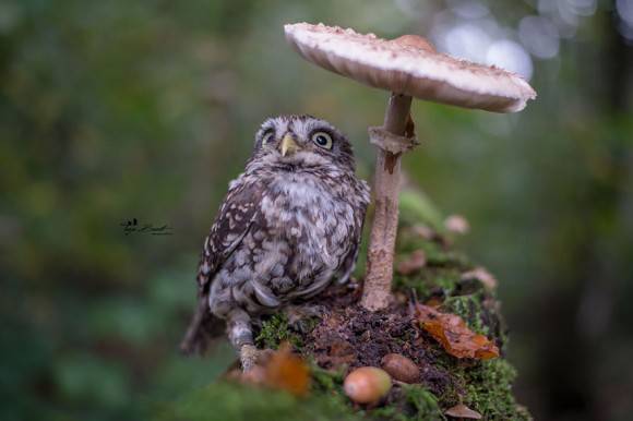 鳥の画像を貼っていくトピ