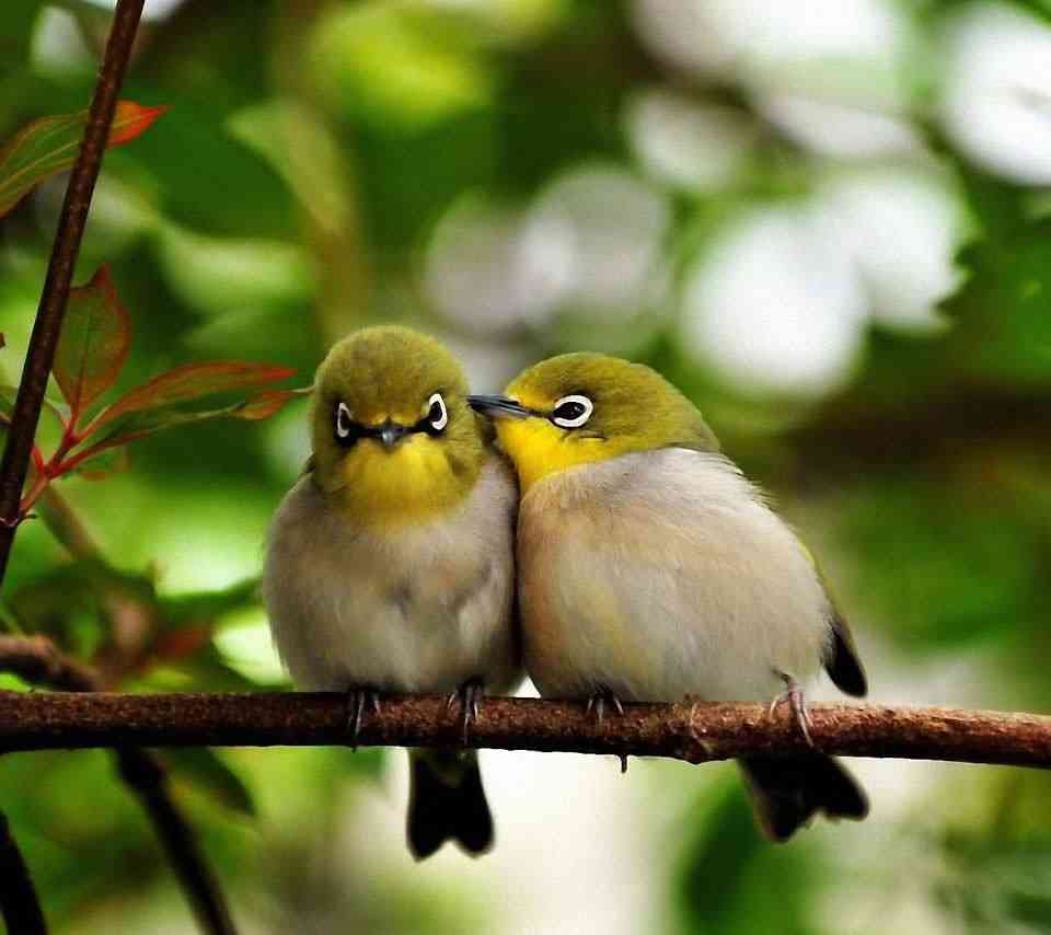 鳥の画像を貼っていくトピ