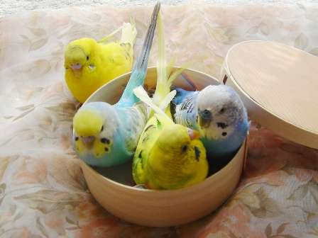 鳥の画像を貼っていくトピ