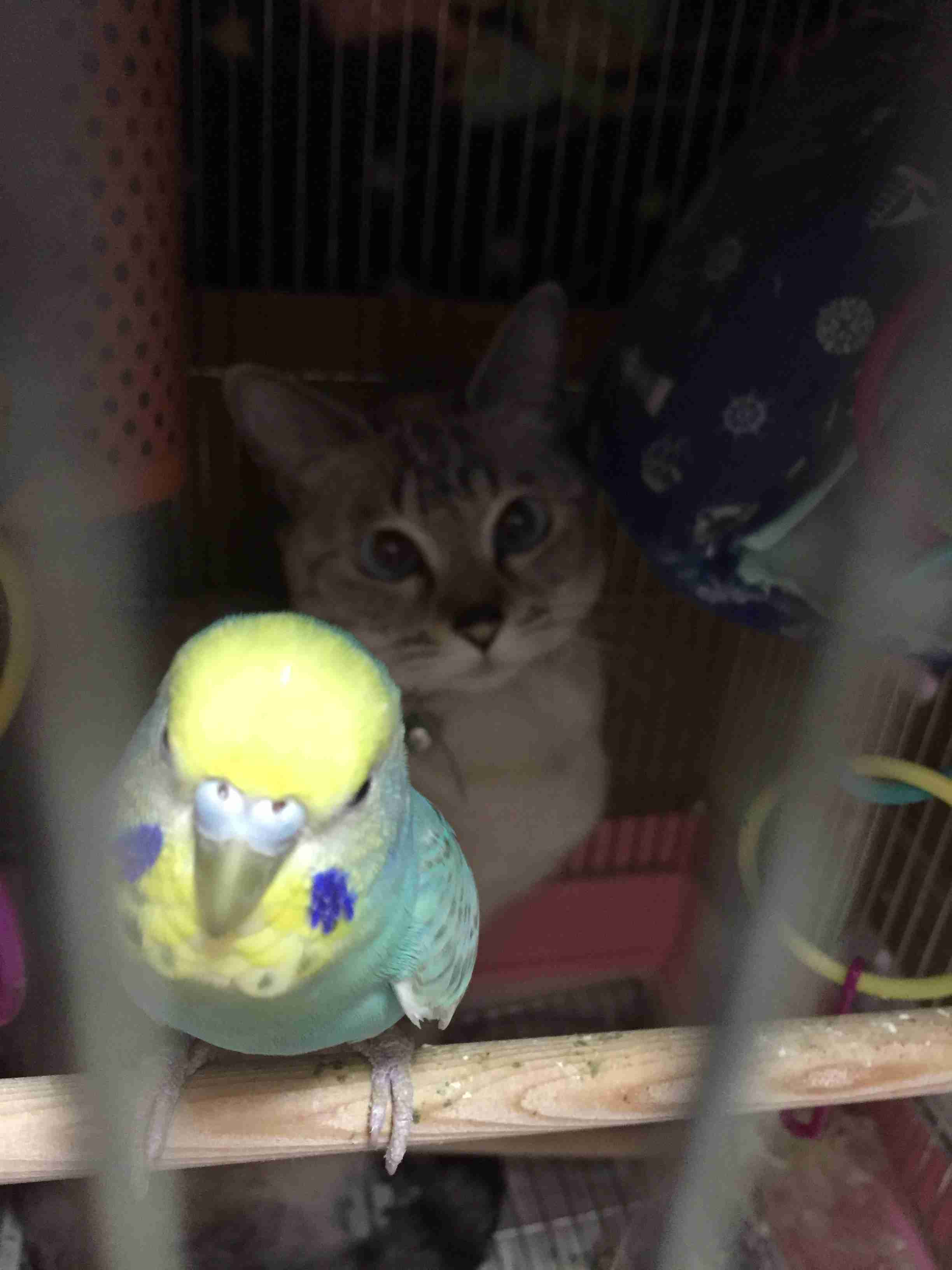 鳥の画像を貼っていくトピ