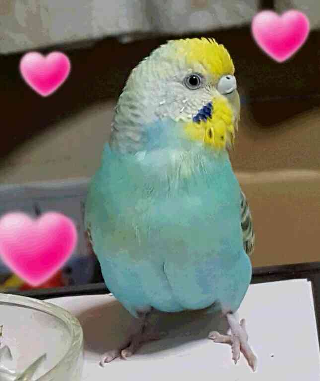 鳥の画像を貼っていくトピ