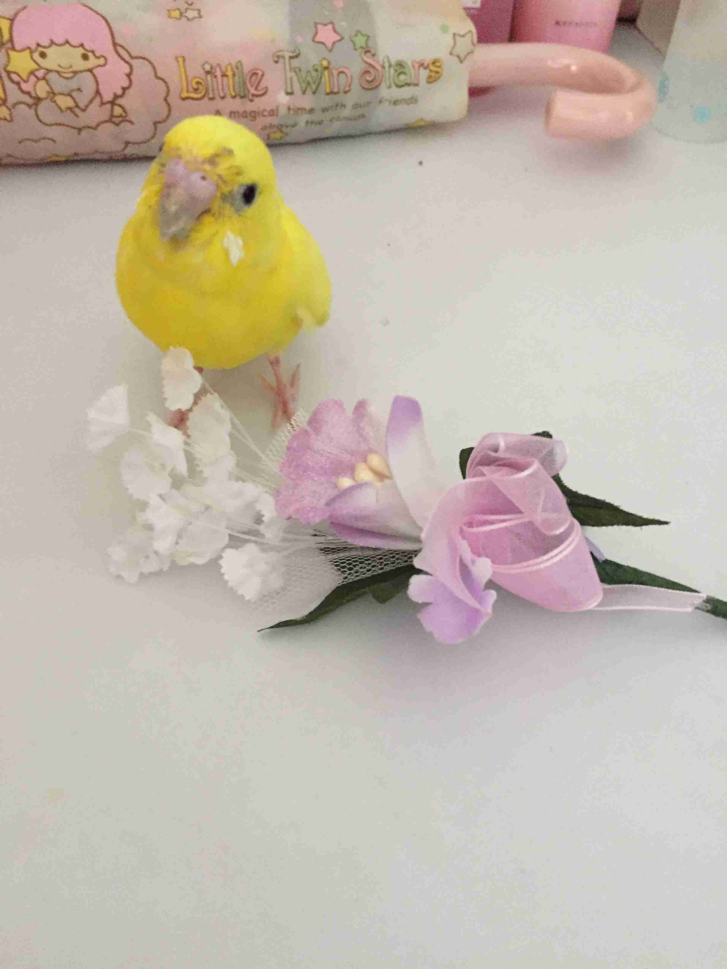 鳥の画像を貼っていくトピ
