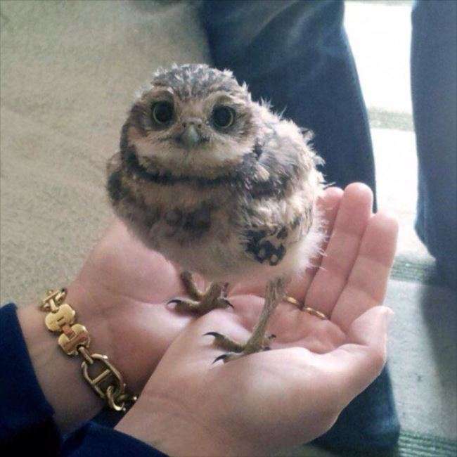 鳥の画像を貼っていくトピ