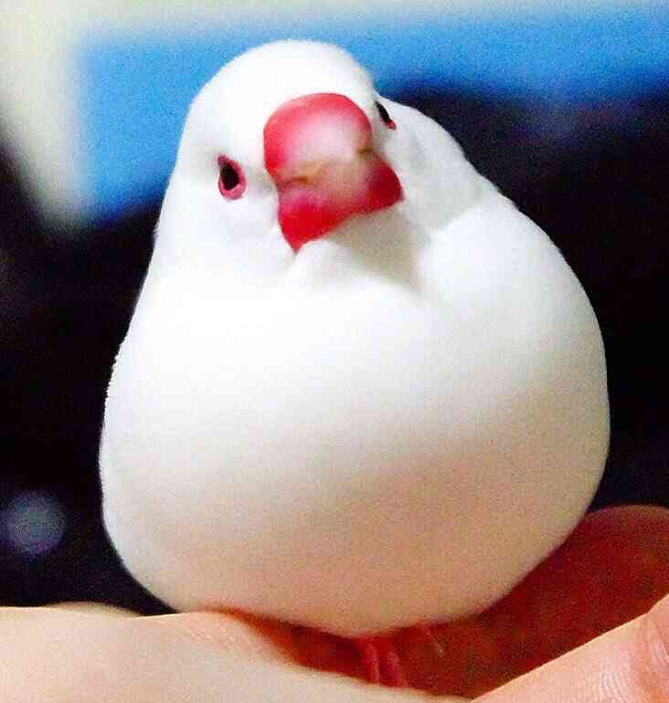 鳥の画像を貼っていくトピ