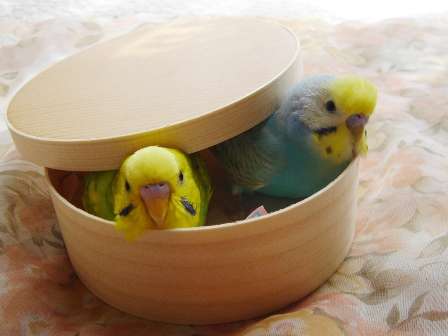 鳥の画像を貼っていくトピ