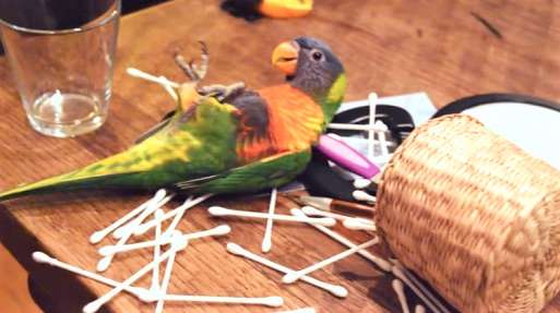 鳥の画像を貼っていくトピ