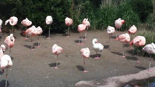 鳥の画像を貼っていくトピ