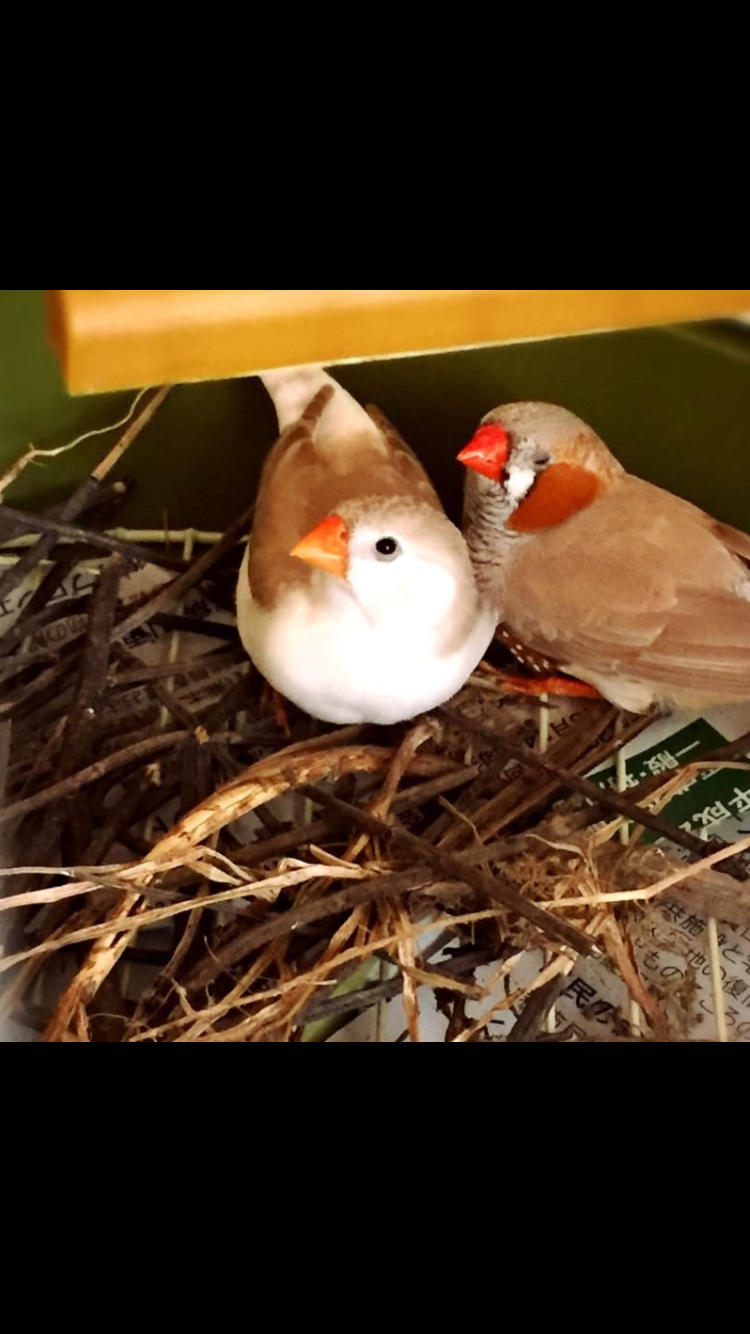 鳥の画像を貼っていくトピ
