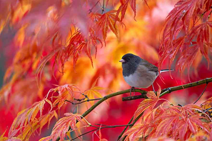 鳥の画像を貼っていくトピ