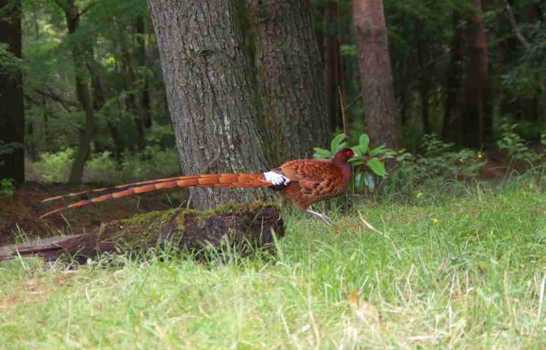 鳥の画像を貼っていくトピ