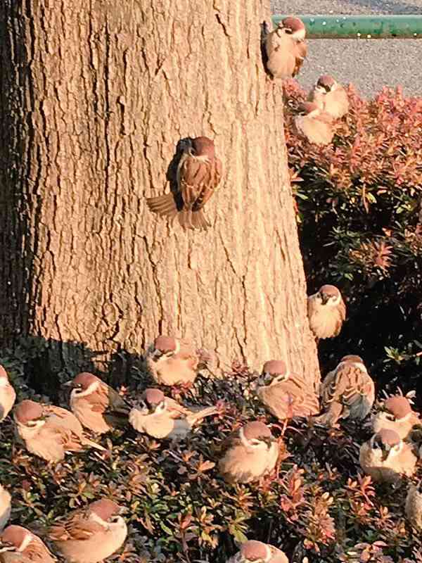 鳥の画像を貼っていくトピ