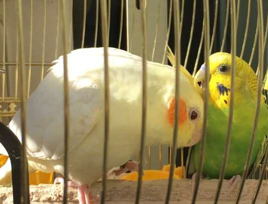 鳥の画像を貼っていくトピ