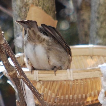 鳥の画像を貼っていくトピ