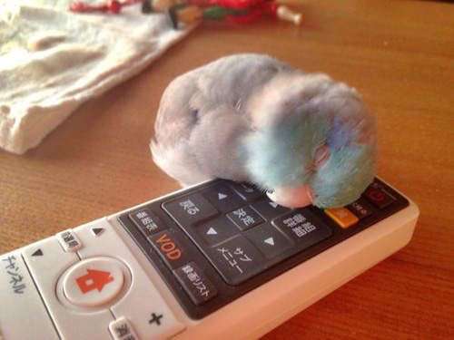 鳥の画像を貼っていくトピ
