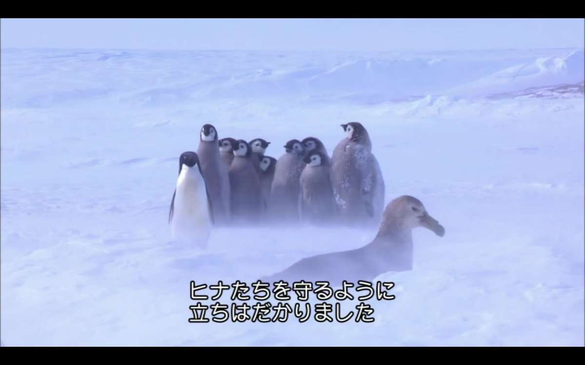 鳥の画像を貼っていくトピ