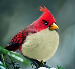 鳥の画像を貼っていくトピ