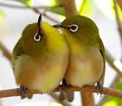 鳥の画像を貼っていくトピ