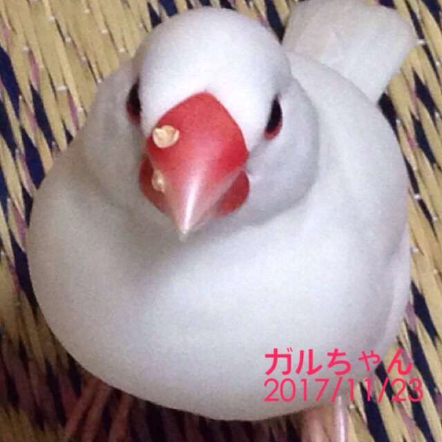 鳥の画像を貼っていくトピ