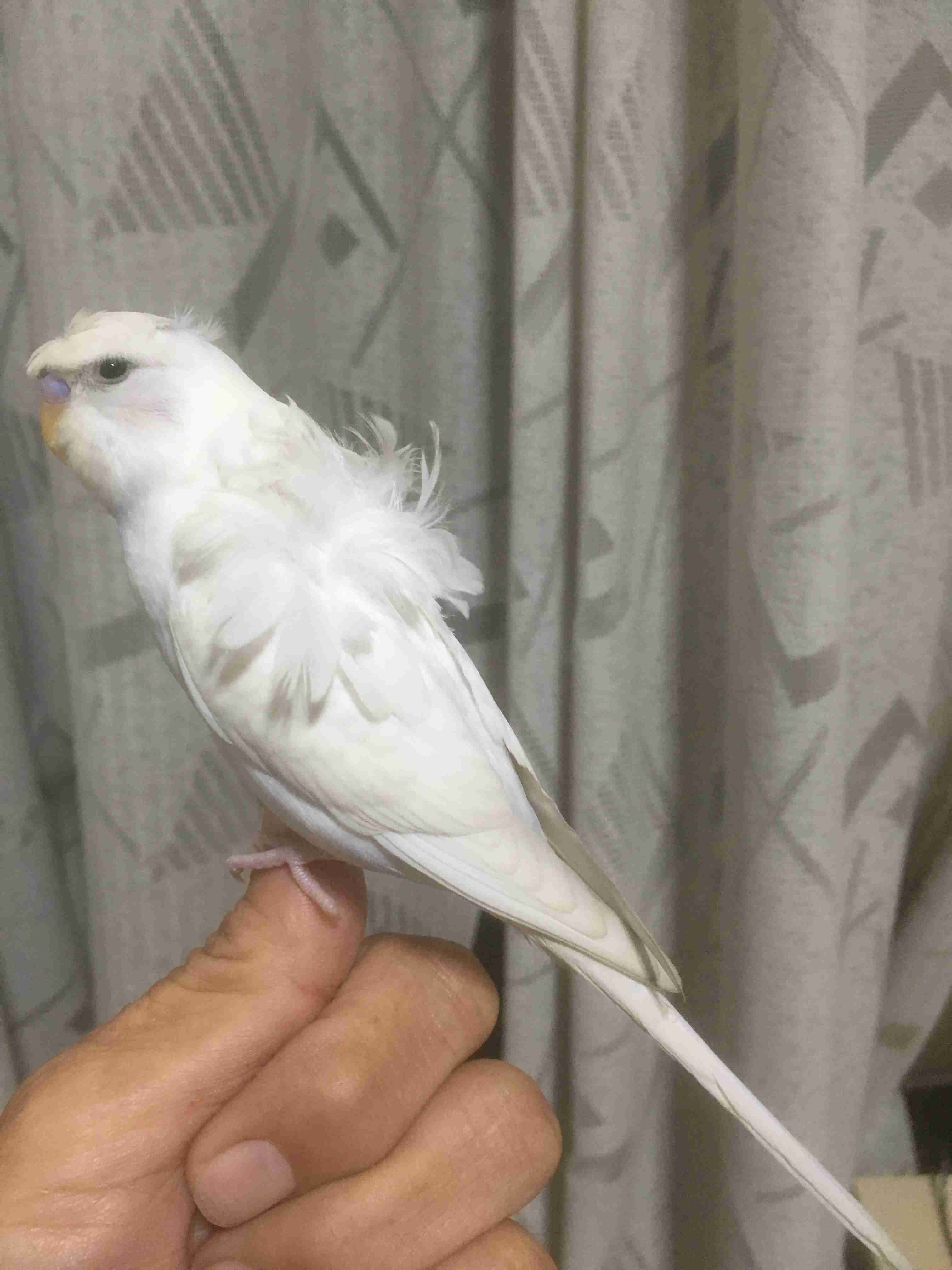 鳥の画像を貼っていくトピ