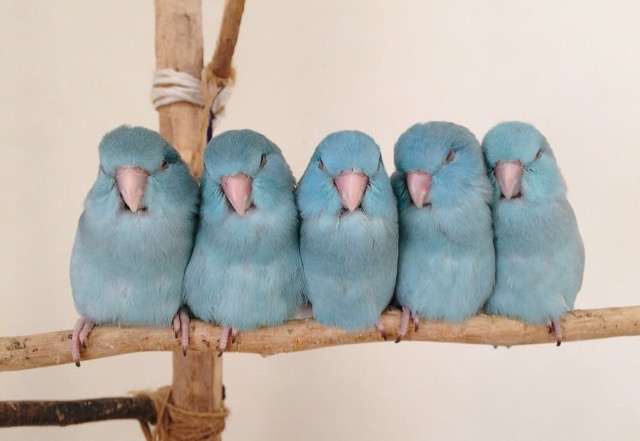 鳥の画像を貼っていくトピ