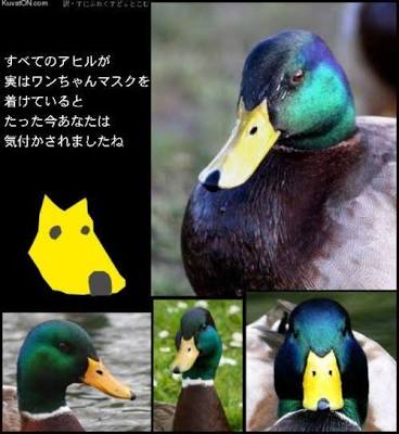 鳥の画像を貼っていくトピ