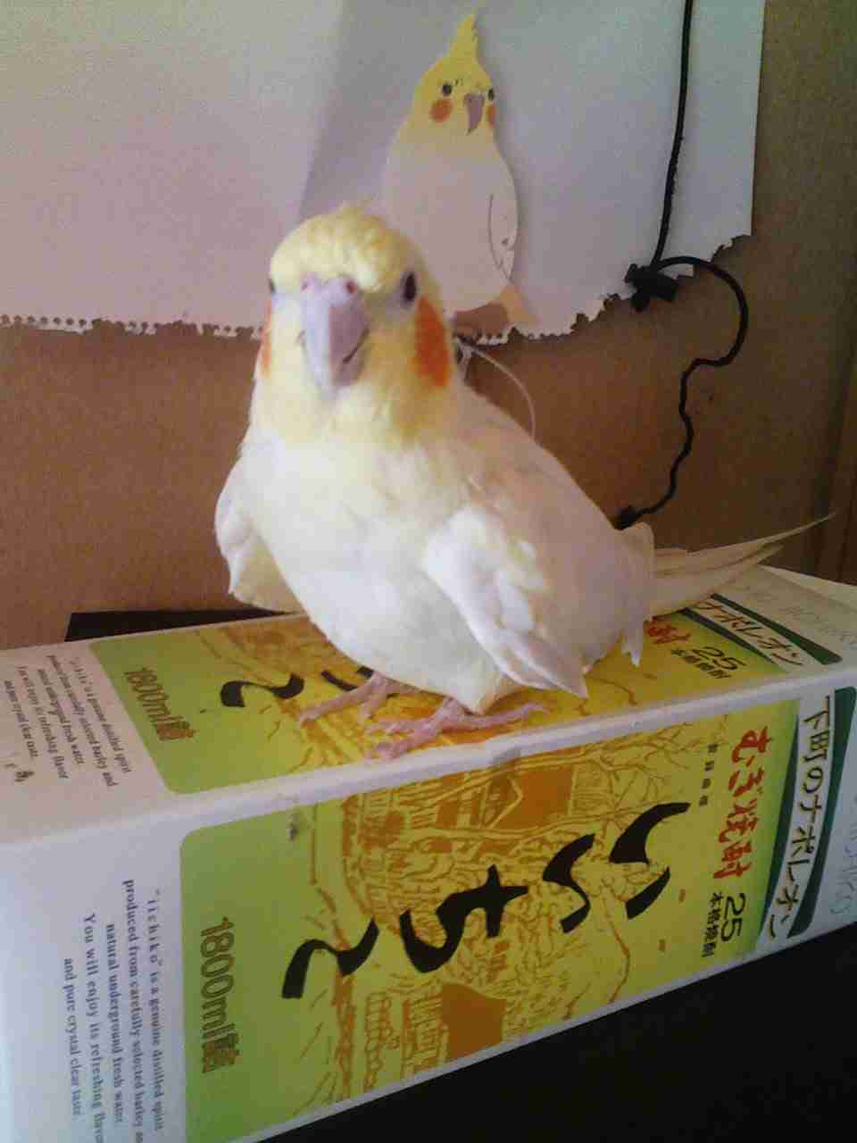 鳥の画像を貼っていくトピ