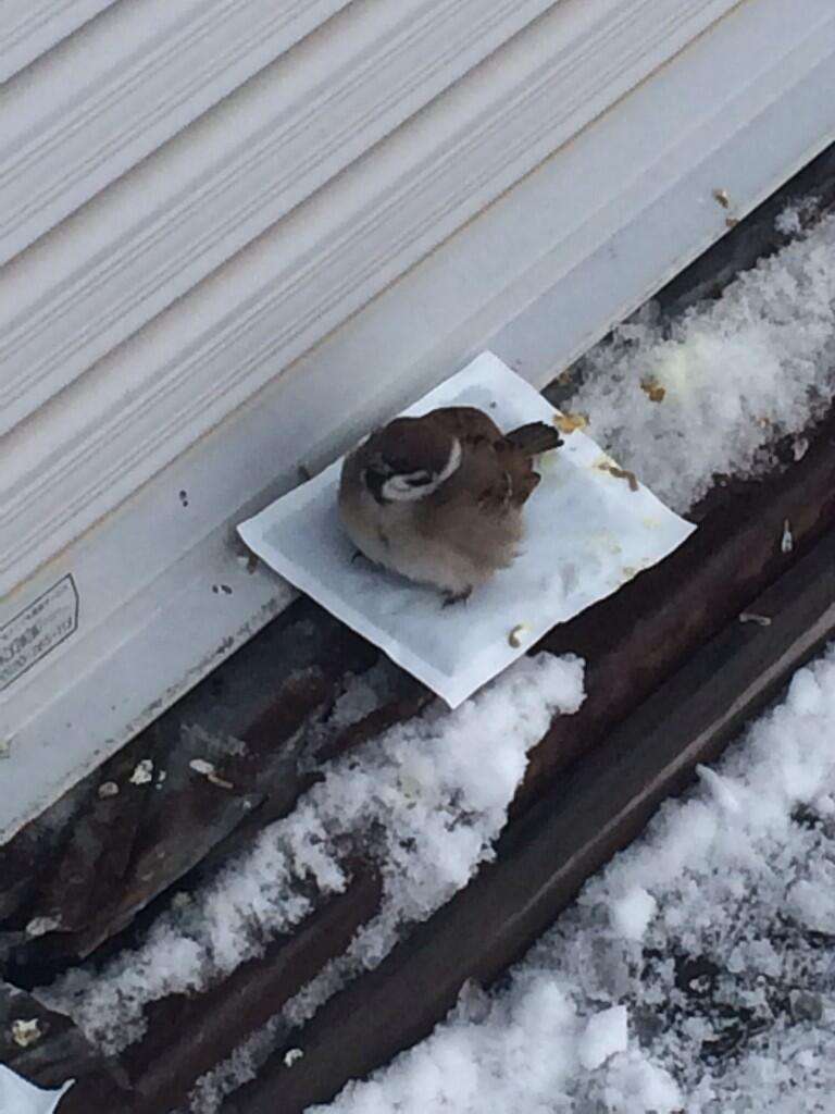 鳥の画像を貼っていくトピ