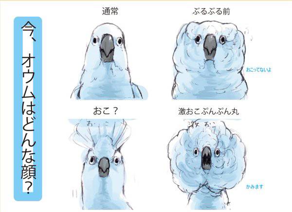 鳥の画像を貼っていくトピ