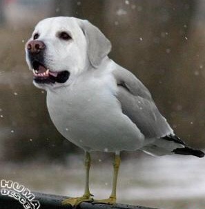 鳥の画像を貼っていくトピ