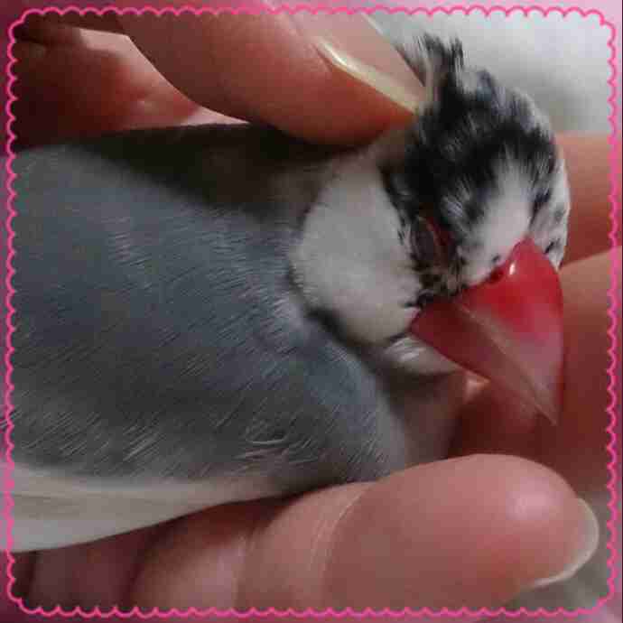 鳥の画像を貼っていくトピ