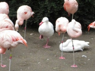 鳥の画像を貼っていくトピ