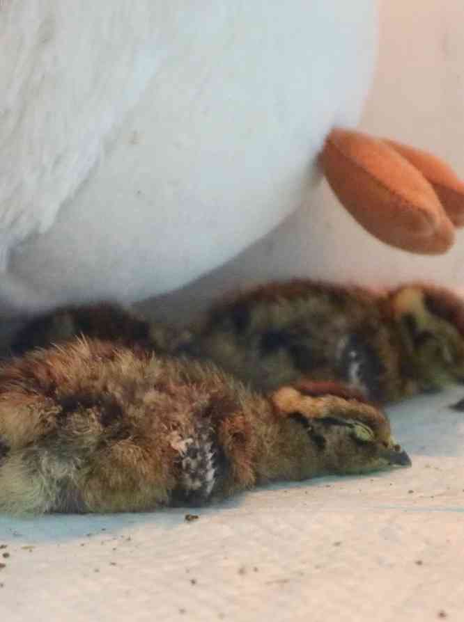 鳥の画像を貼っていくトピ