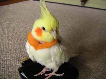 鳥の画像を貼っていくトピ