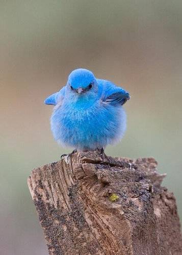 鳥の画像を貼っていくトピ