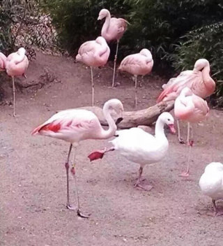 鳥の画像を貼っていくトピ