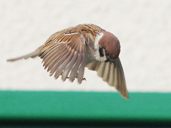 鳥の画像を貼っていくトピ