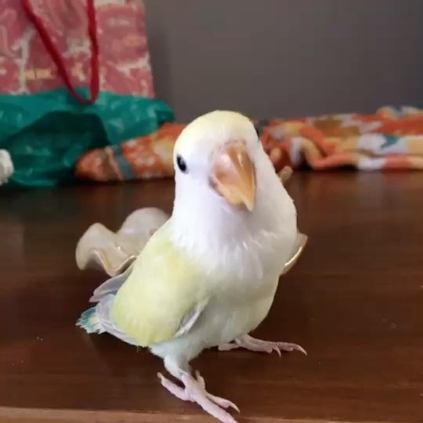鳥の画像を貼っていくトピ