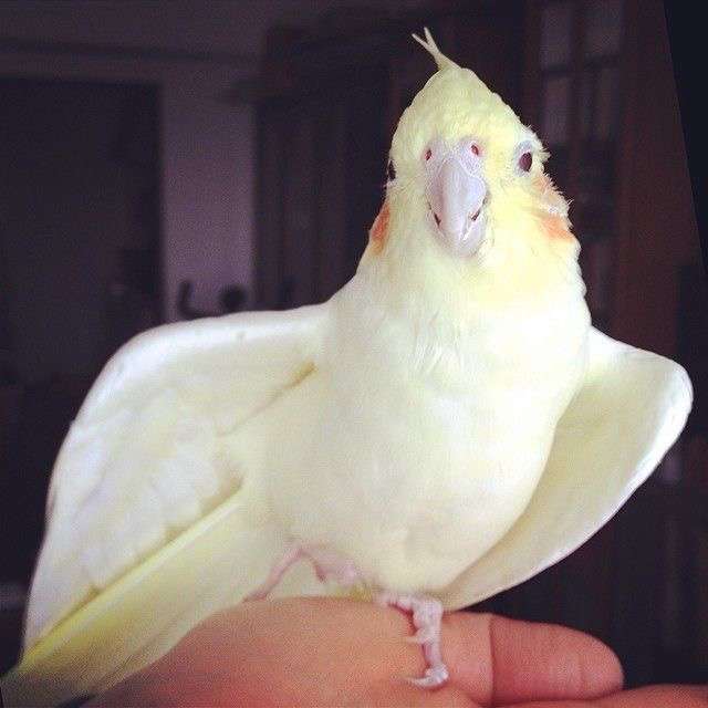 鳥の画像を貼っていくトピ