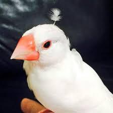 鳥の画像を貼っていくトピ