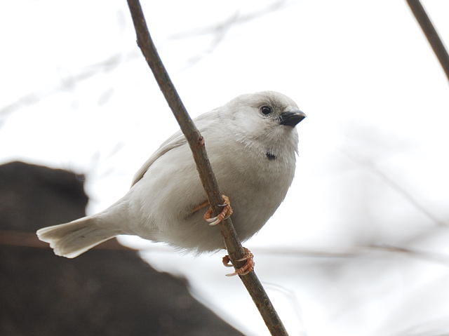 鳥の画像を貼っていくトピ