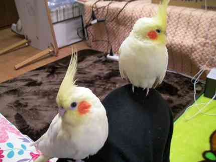 鳥の画像を貼っていくトピ