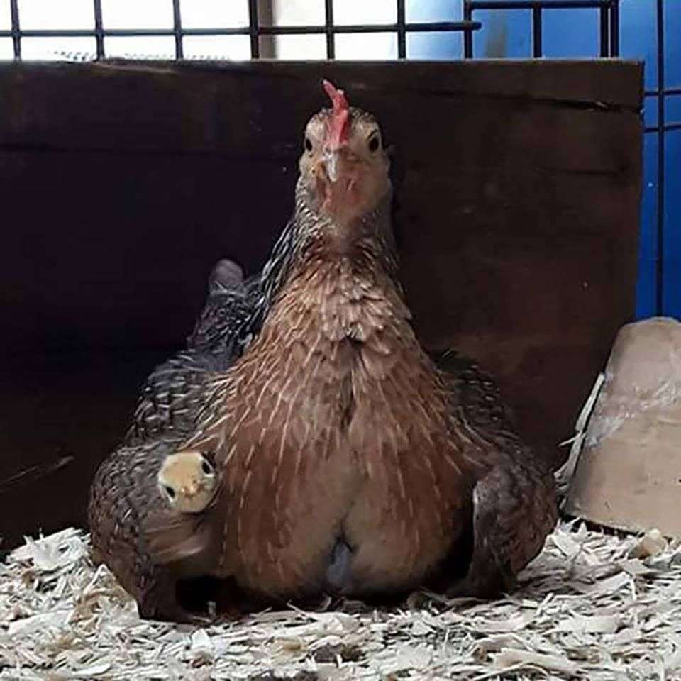 鳥の画像を貼っていくトピ