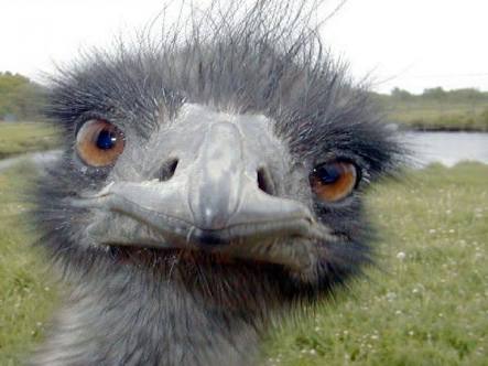 鳥の画像を貼っていくトピ