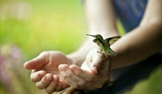 鳥の画像を貼っていくトピ
