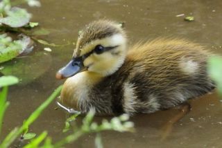 鳥の画像を貼っていくトピ